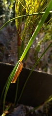 Elegia fistulosa