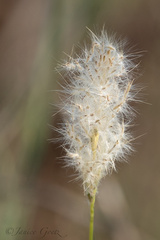 Dalea aurea