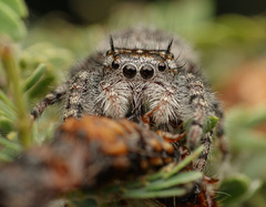 Phidippus asotus