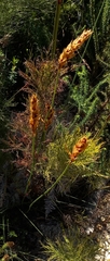 Elegia fistulosa