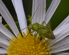 Taylorilygus apicalis