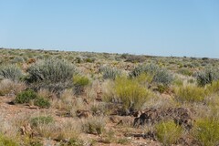 Monechma spartioides