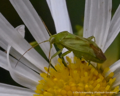 Taylorilygus apicalis