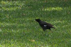 Acridotheres cristatellus