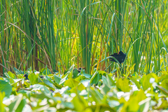 Gallinula chloropus meridionalis