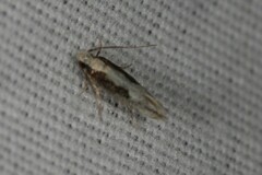 Agnippe prunifoliella