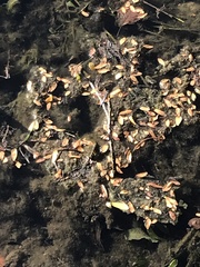 Erythemis simplicicollis