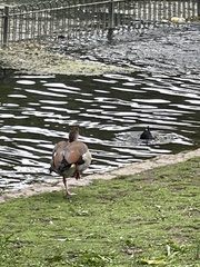 Alopochen aegyptiaca