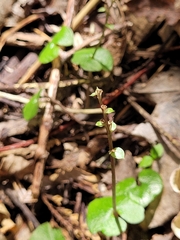 Acianthus sinclairii