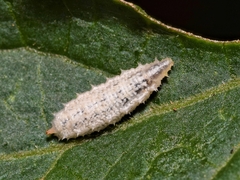Paragus
