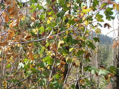 Acer glabrum