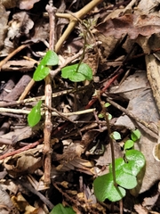 Acianthus sinclairii