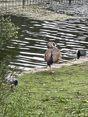 Alopochen aegyptiaca