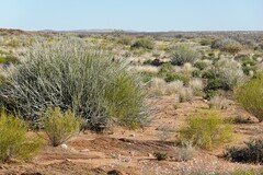 Euphorbia gregaria