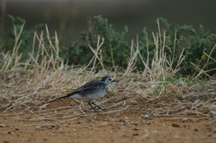 Motacilla alba yarrellii