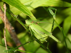 Phaneroptera