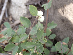 Symphoricarpos mollis
