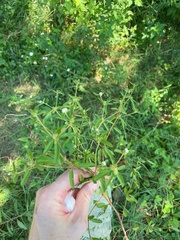 Croton glandulosus septentrionalis