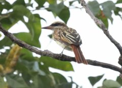 Myiodynastes maculatus