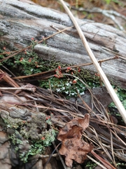 Cladonia cristatella
