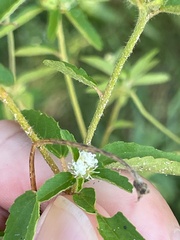 Croton glandulosus septentrionalis