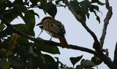 Myiodynastes maculatus