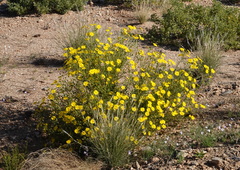 Osteospermum microcarpum