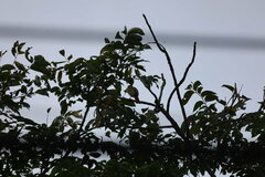 Myiodynastes maculatus