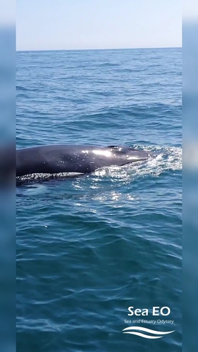 Minke whale