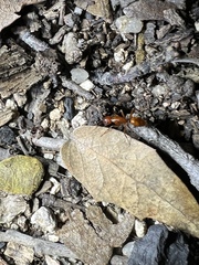 Camponotus schaefferi