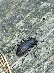 Carabus granulatus