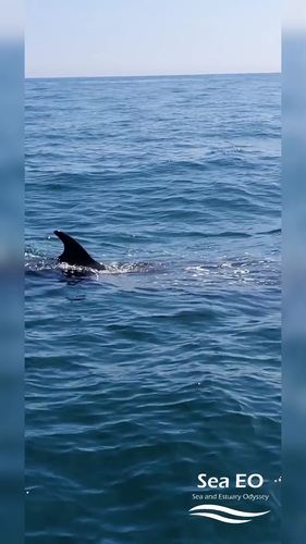 Minke whale