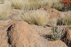 Euphorbia gregaria