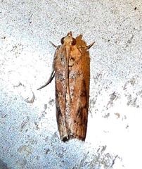 Sciota rubrisparsella