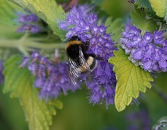 Bombus