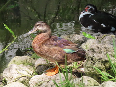 Anas platyrhynchos × Cairina moschata