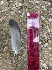 Columba livia domestica