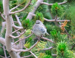 Psaltriparus minimus