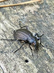Carabus granulatus