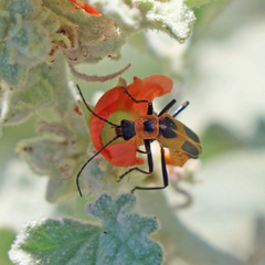 Chauliognathus omissus