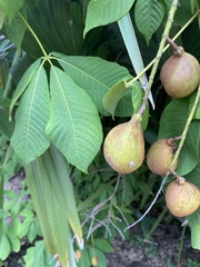 Aesculus parviflora