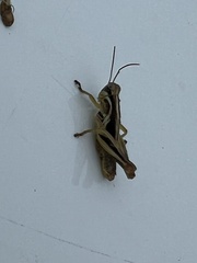 Melanoplini
