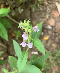 Stachys tenuifolia