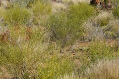 Monechma spartioides