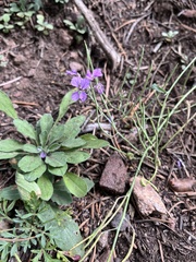 Hesperidanthus linearifolius