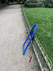 Columba livia domestica