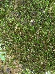 Grimmia laevigata
