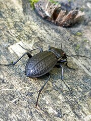 Carabus granulatus