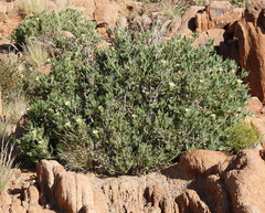 Codon royenii