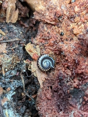 Spirobolellus antipodarus